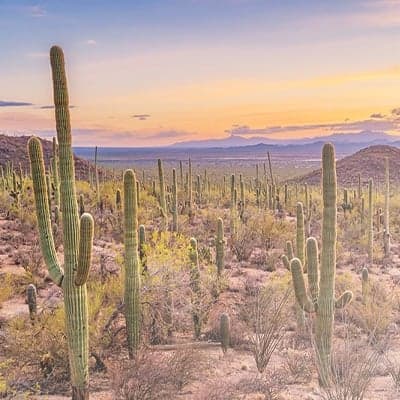 Saguaro